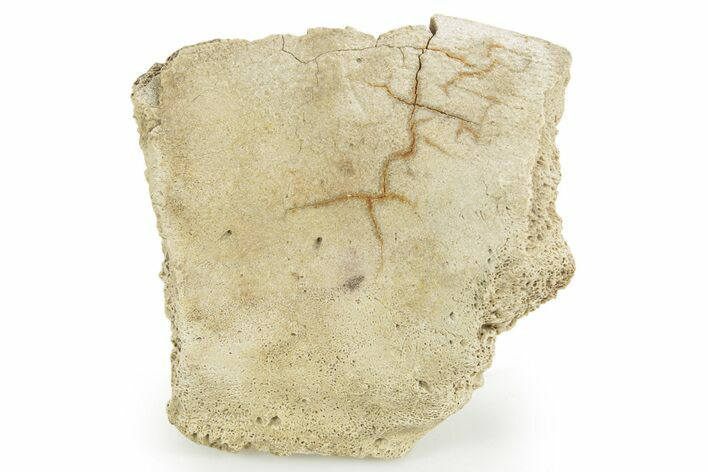 Hadrosaur (Edmontosaurus) Rib Section - Wyoming #378374